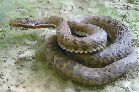 揭露十月出生的属蛇人命运好吗