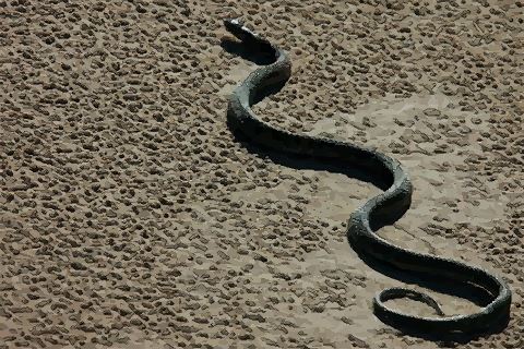 10月属蛇的人命好吗是什么命