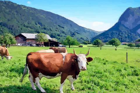 属牛农历十二月出生的性格和命运如何