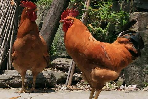 请看和鸡相配的属相是什么