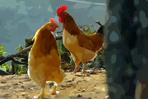 鸡和什么属相配对幸福婚后甜蜜