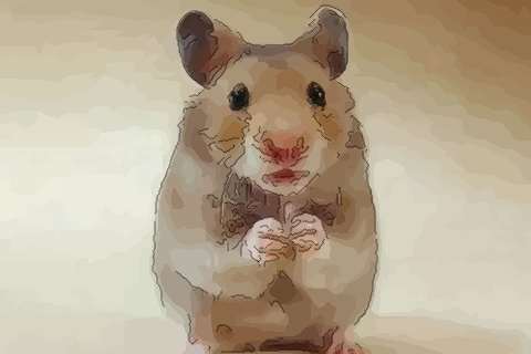 请问十一月属鼠命运怎么样