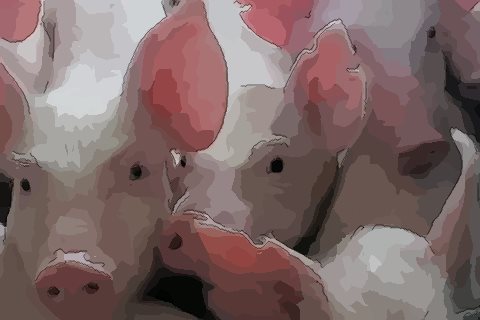 9月份出生的属猪的人命运好与坏怎么看