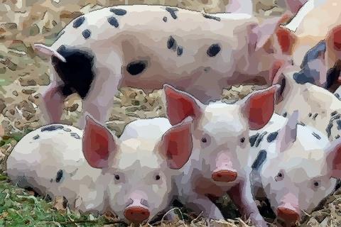 九月出生的属猪人命运好吗完整版