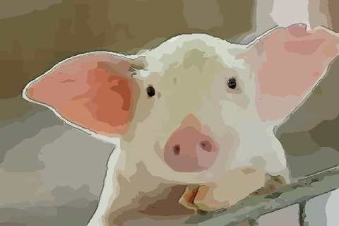 属相配对看男属猪与什么属相最好