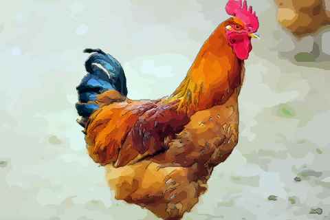 属相婚配分析男属鸡与什么属相最好