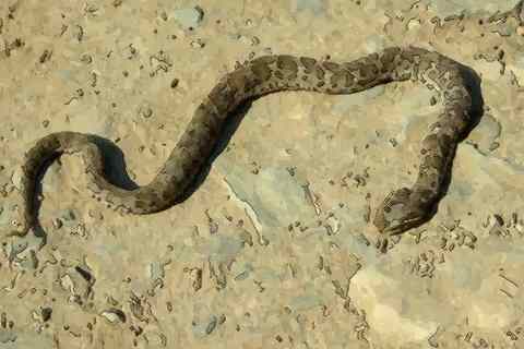 解析属蛇人命中注定的贵人是什么属相