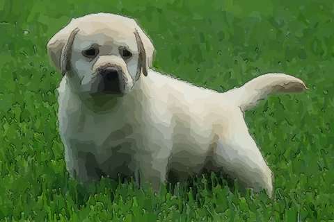 属狗上等命的出生时辰几点好