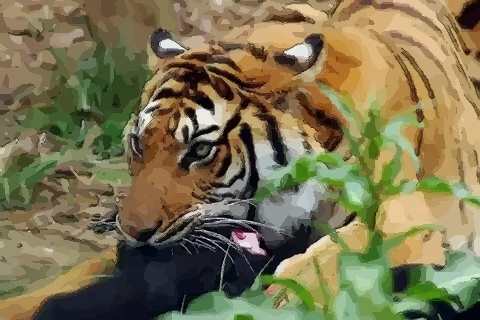 属虎十一月生运势如何是不是很倒霉