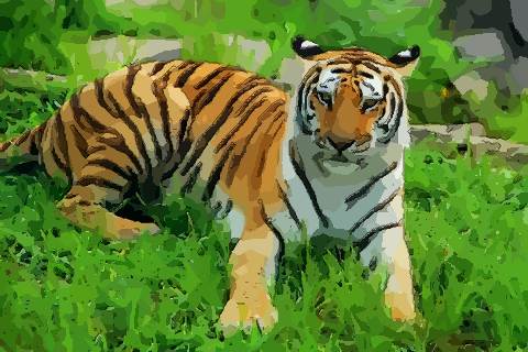 超准解析十一月出生的属虎人命运好吗