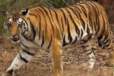 十一月出生属虎人的运势好还是不好呢