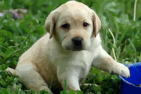 谈谈十二月出生的属狗人命运好吗