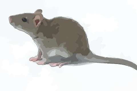 四月出生的属鼠人命运解析很全