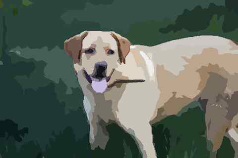 属狗早上8点出生的人命运怎么样呢