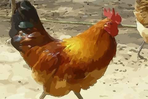 属鸡的十二月出生好不好不要不相信