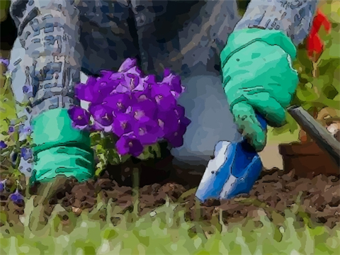 门前种什么花风水最好