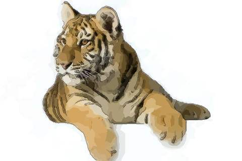 你知道三月出生的属虎人命运好吗