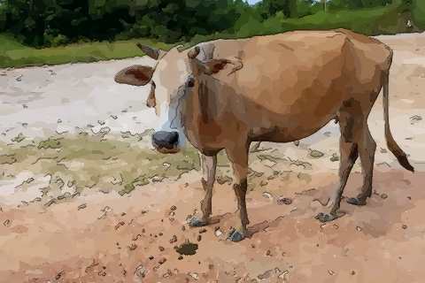 揭秘属牛人出生正月的命运