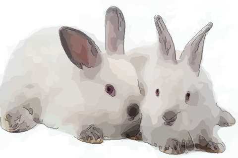 生肖兔性格优缺点想知道就来看