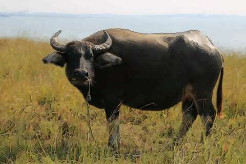 属牛二月出生一生命运好坏分析