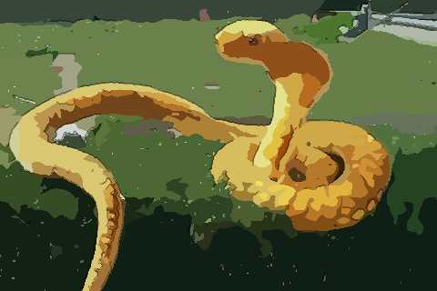 1989年属蛇人2022年运势及运程 33岁属蛇2022年全年每月运程详解