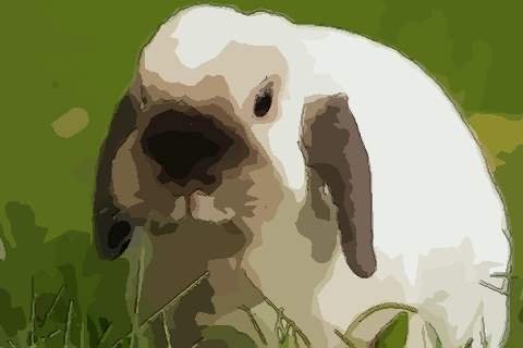 1987年属兔人2022年运势及运程 35岁属兔2022年全年每月运程详解