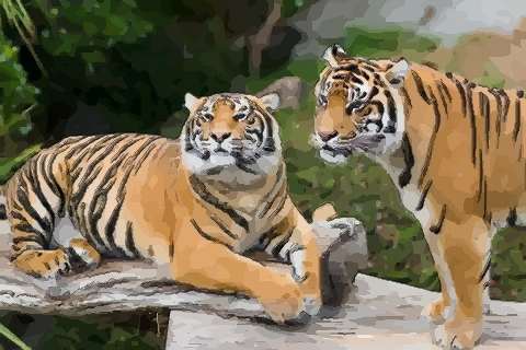 属虎十月出生女人命运会不会很苦