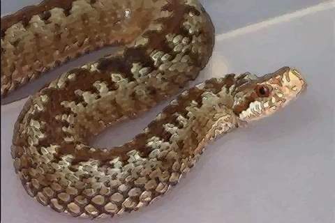 属蛇出生时辰的命运有什么不同