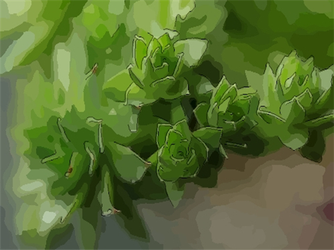 植物风水有何讲究 怎么在家养植物