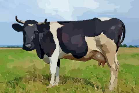 农历4月出生属牛人命好吗仔细看完