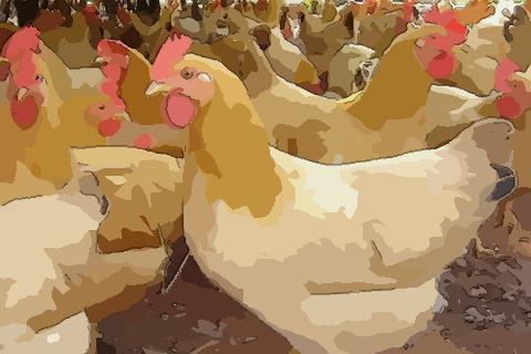 观察一下农历3月出生属鸡人命好吗