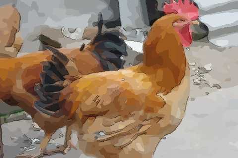 秒知属鸡3月出生的命运怎么样