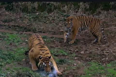 了解一下属虎5月份运势如何