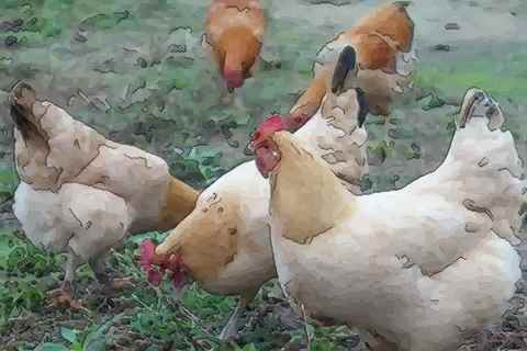 分析八月出生的属鸡人命运好吗