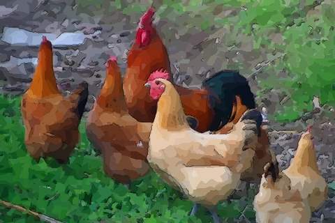 属鸡农历八月生人命运好还是不好