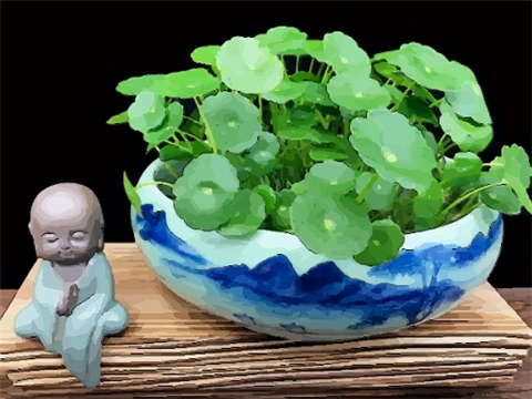 对家庭风水好的植物