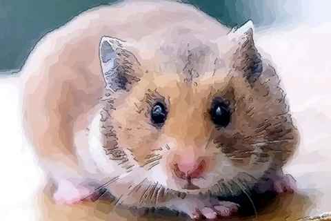 解析十月出生的属鼠人命运好吗