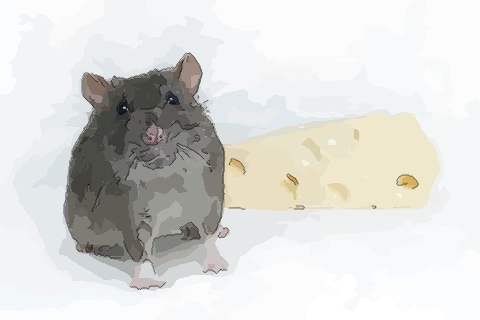 生肖鼠的人出生在十月命运如何呢