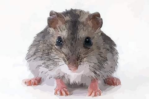 农历十月出生的属鼠人命运怎么样清楚吗