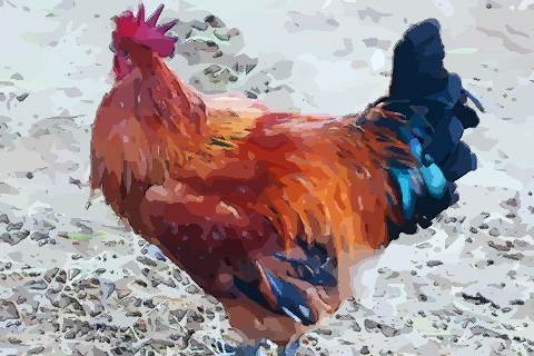 给你分析属鸡四月出生命运如何