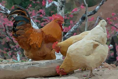 参考农历4月出生属鸡人命好吗