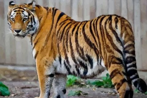 解析1998年属虎人的命运仔细阅读