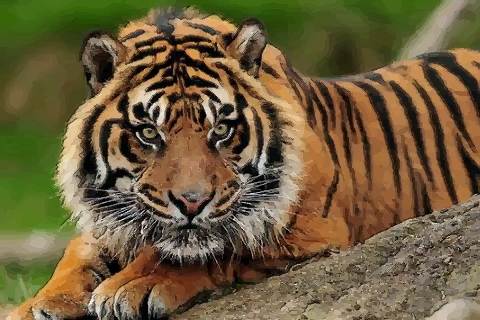 属虎人1998年出生命运是好还是坏