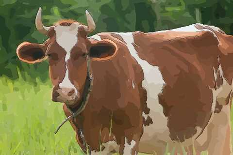 属牛的人哪天出生最好命事事顺利