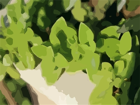 植物如何摆放风水好