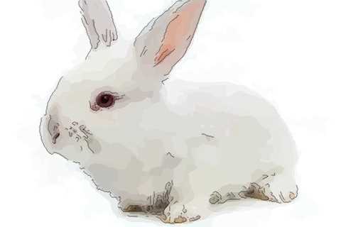 八月兔女的命运怎么样快来看