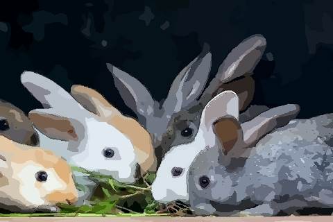 八月出生的属兔人命运好吗苦不苦