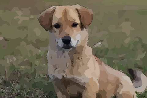 哪天出生的属狗人命最好名利双收