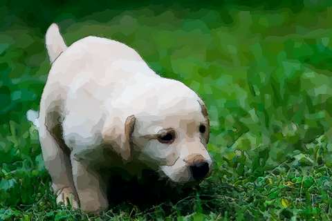 属狗哪天出生最好命幸福一生