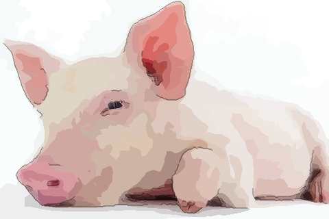 属猪的什么时辰出生最好有福气